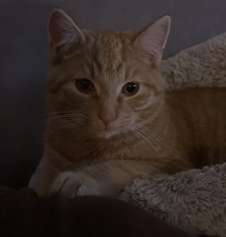 Kat Europese korthaar of huiskat