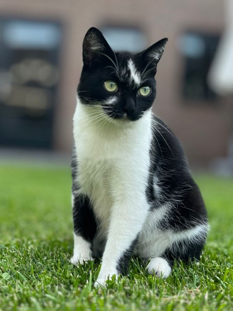 Kat Europese korthaar of huiskat