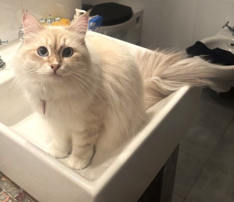 Kat Boskat/Siberisch