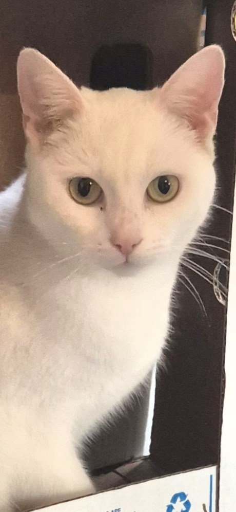 Kat Europese korthaar of huiskat