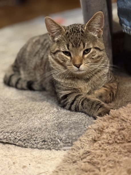 Kat Europese korthaar of huiskat