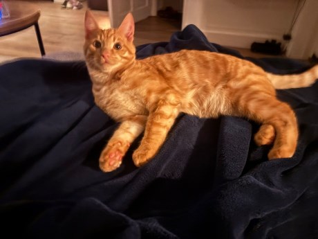 Kat Europese korthaar of huiskat