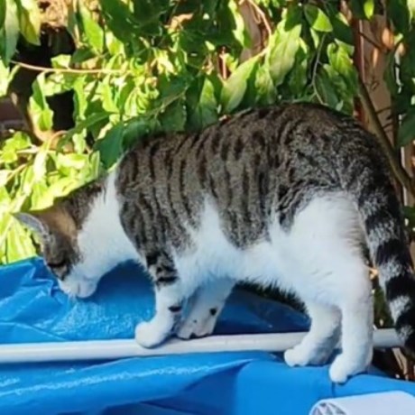 Kat Europese korthaar of huiskat