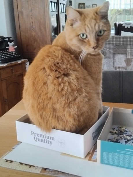 Kat Europese korthaar of huiskat