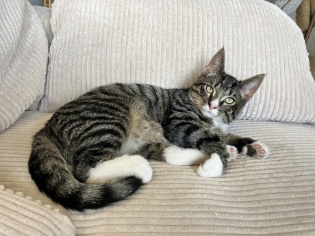 Kat Europese korthaar of huiskat