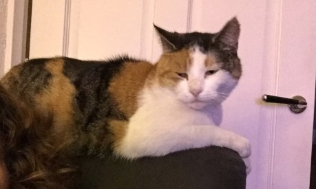 Kat Europese korthaar of huiskat