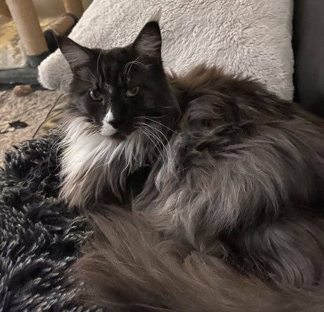 Kat Maine Coon X