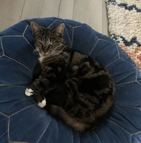 Kat Europese korthaar of huiskat