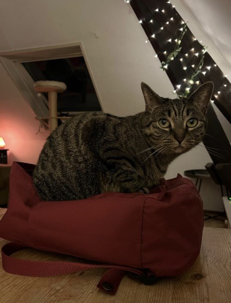 Kat Europese korthaar of huiskat