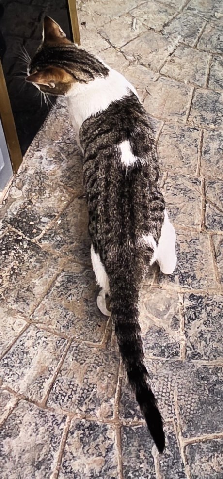 Kat Europese korthaar of huiskat