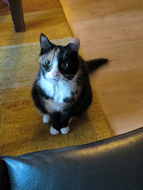 Kat Europese korthaar of huiskat