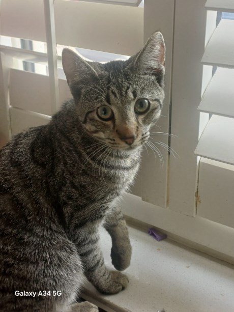 Kat Europese korthaar of huiskat