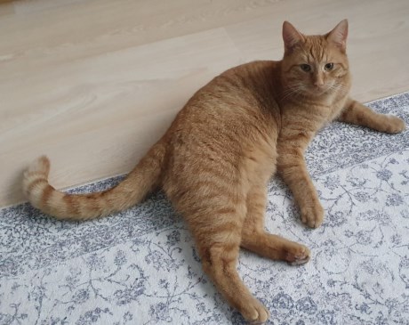 Kat Europese korthaar of huiskat