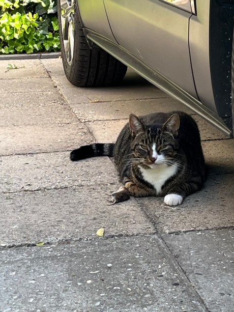 Kat Europese korthaar of huiskat