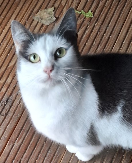 Kat Europese korthaar of huiskat