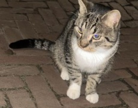 Kat Europese korthaar of huiskat