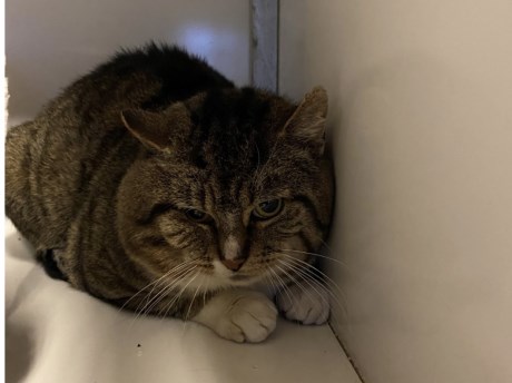 Kat Europese korthaar of huiskat