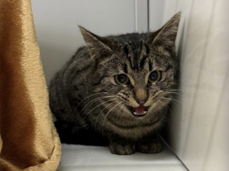 Kat Europese korthaar of huiskat