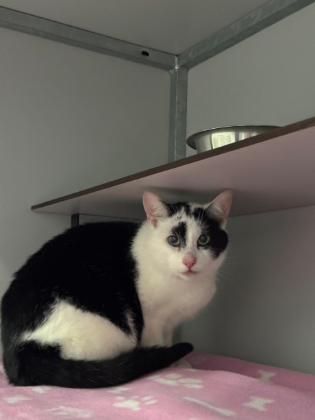 Kat Europese korthaar of huiskat