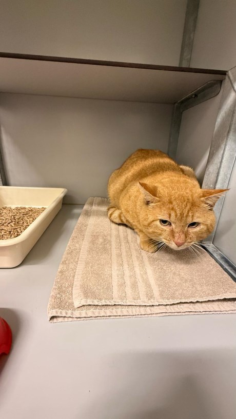 Kat Europese korthaar of huiskat