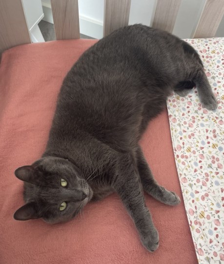 Kat Europese korthaar of huiskat