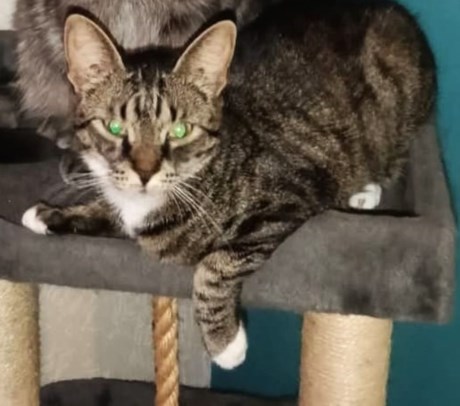 Kat Europese korthaar of huiskat