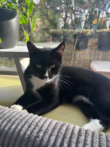 Kat Europese korthaar of huiskat