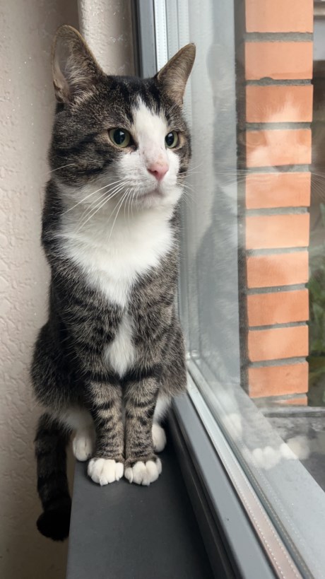 Kat Europese korthaar of huiskat