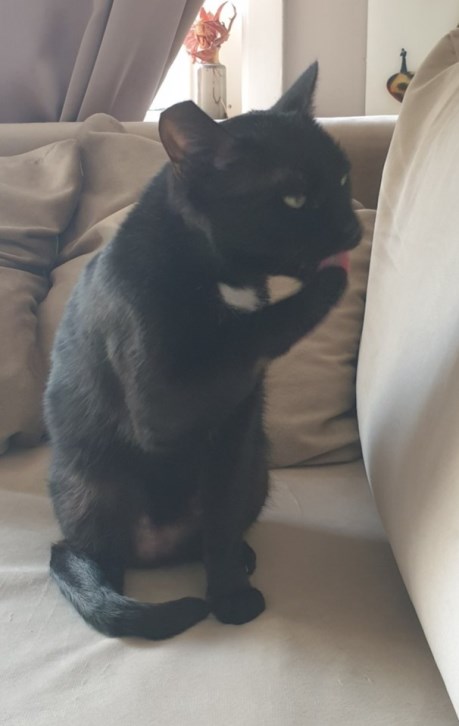 Kat Europese korthaar of huiskat