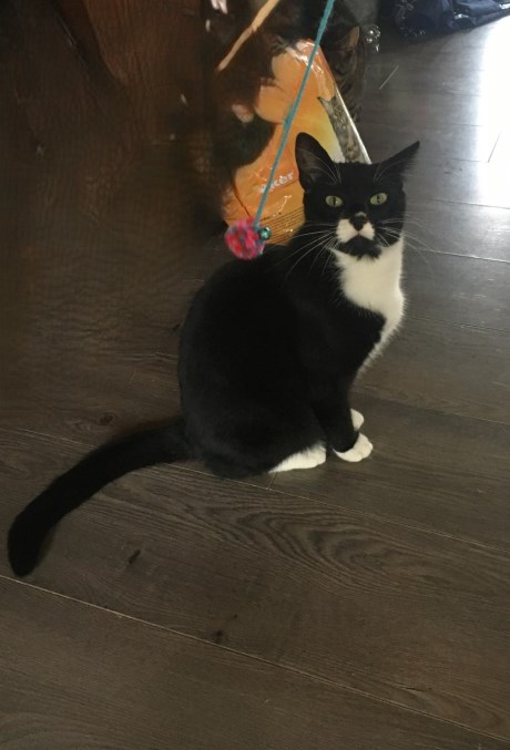 Kat Europese korthaar of huiskat