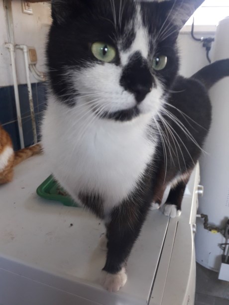 Kat Europese korthaar of huiskat