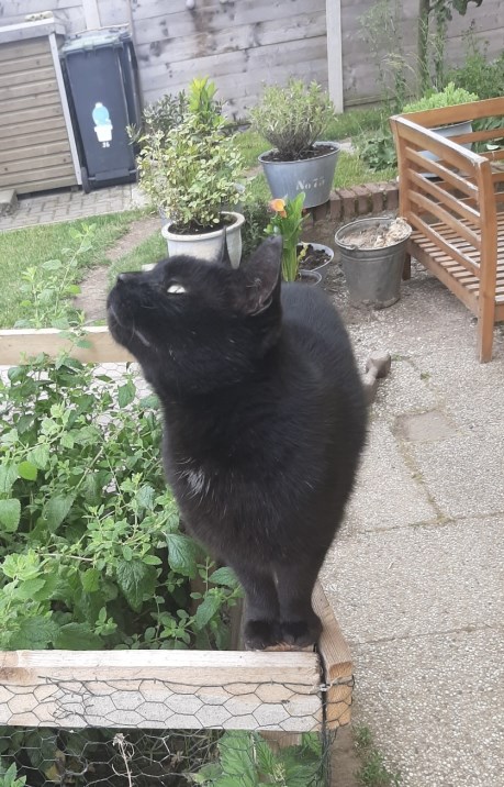 Kat Europese korthaar of huiskat