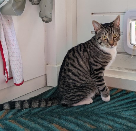 Kat Europese korthaar of huiskat