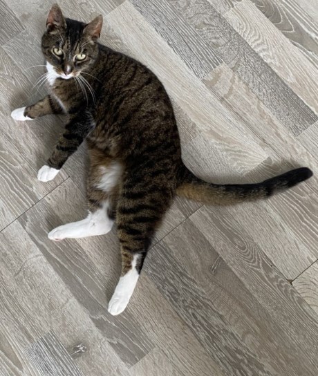 Kat Europese korthaar of huiskat