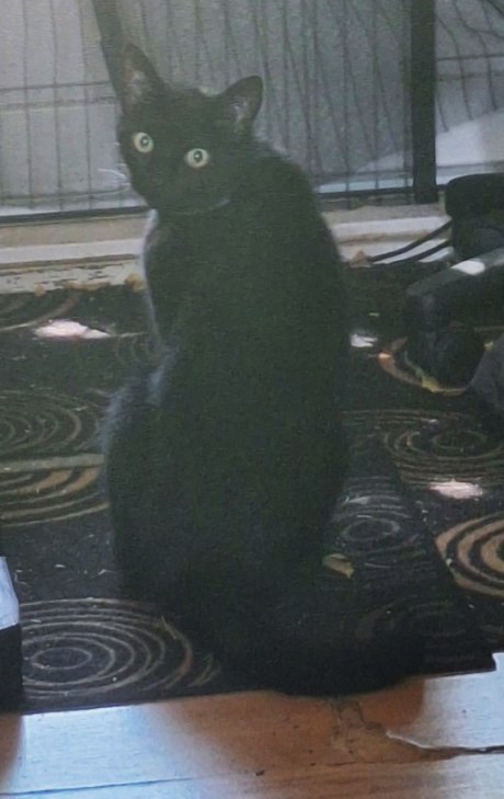 Kat Europese korthaar of huiskat