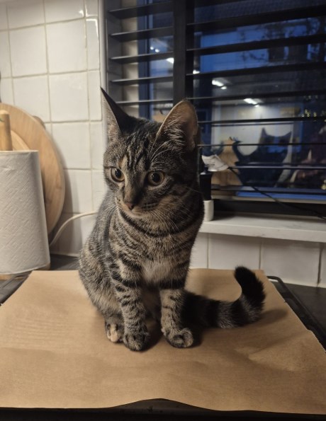 Kat Europese korthaar of huiskat