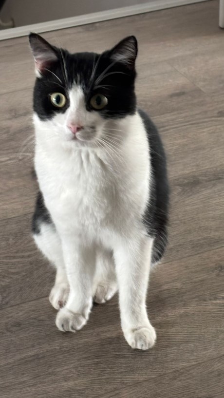 Kat Europese korthaar of huiskat