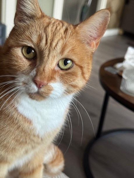 Kat Europese korthaar of huiskat