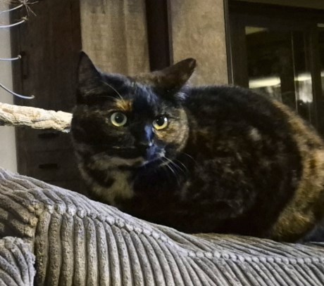 Kat Europese korthaar of huiskat