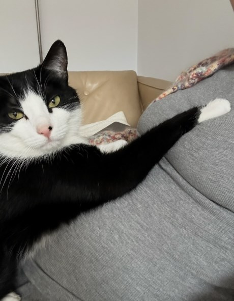 Kat Europese korthaar of huiskat