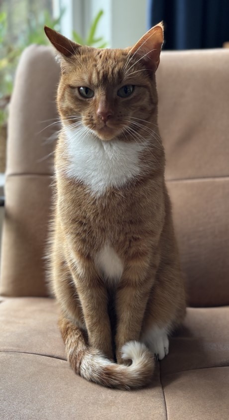 Kat Europese korthaar of huiskat