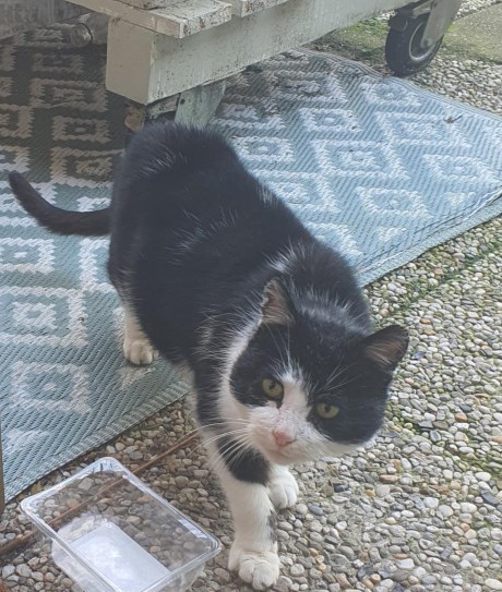 Kat Europese korthaar of huiskat