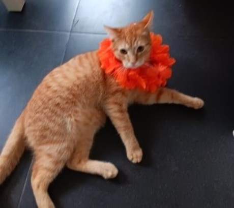 Kat Europese korthaar of huiskat