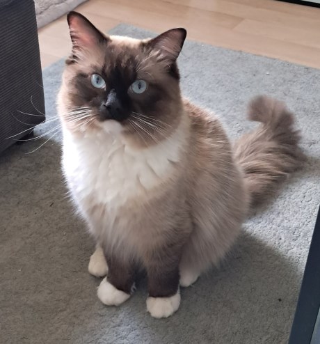 Kat Ragdoll