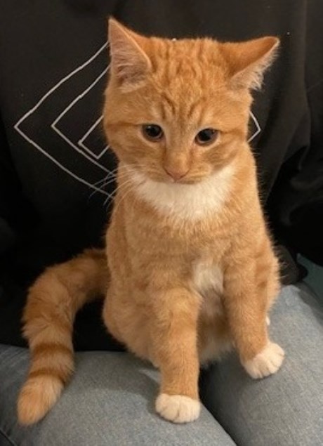 Kat Europese korthaar of huiskat