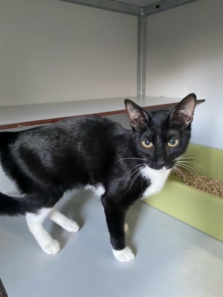 Kat Europese korthaar of huiskat