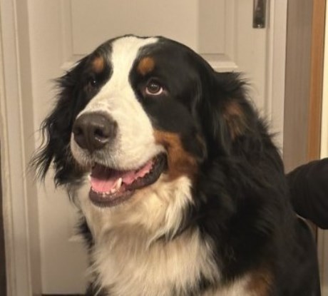 Hond Berg- en Sennenhond