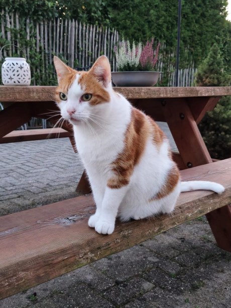 Kat Europese korthaar of huiskat