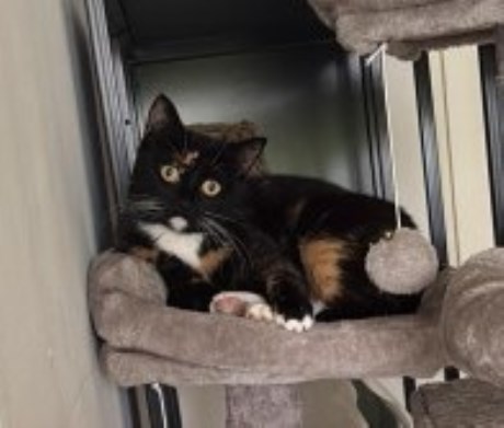 Kat Europese korthaar of huiskat