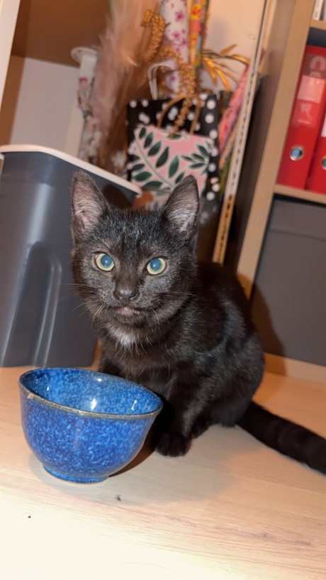 Kat Europese korthaar of huiskat